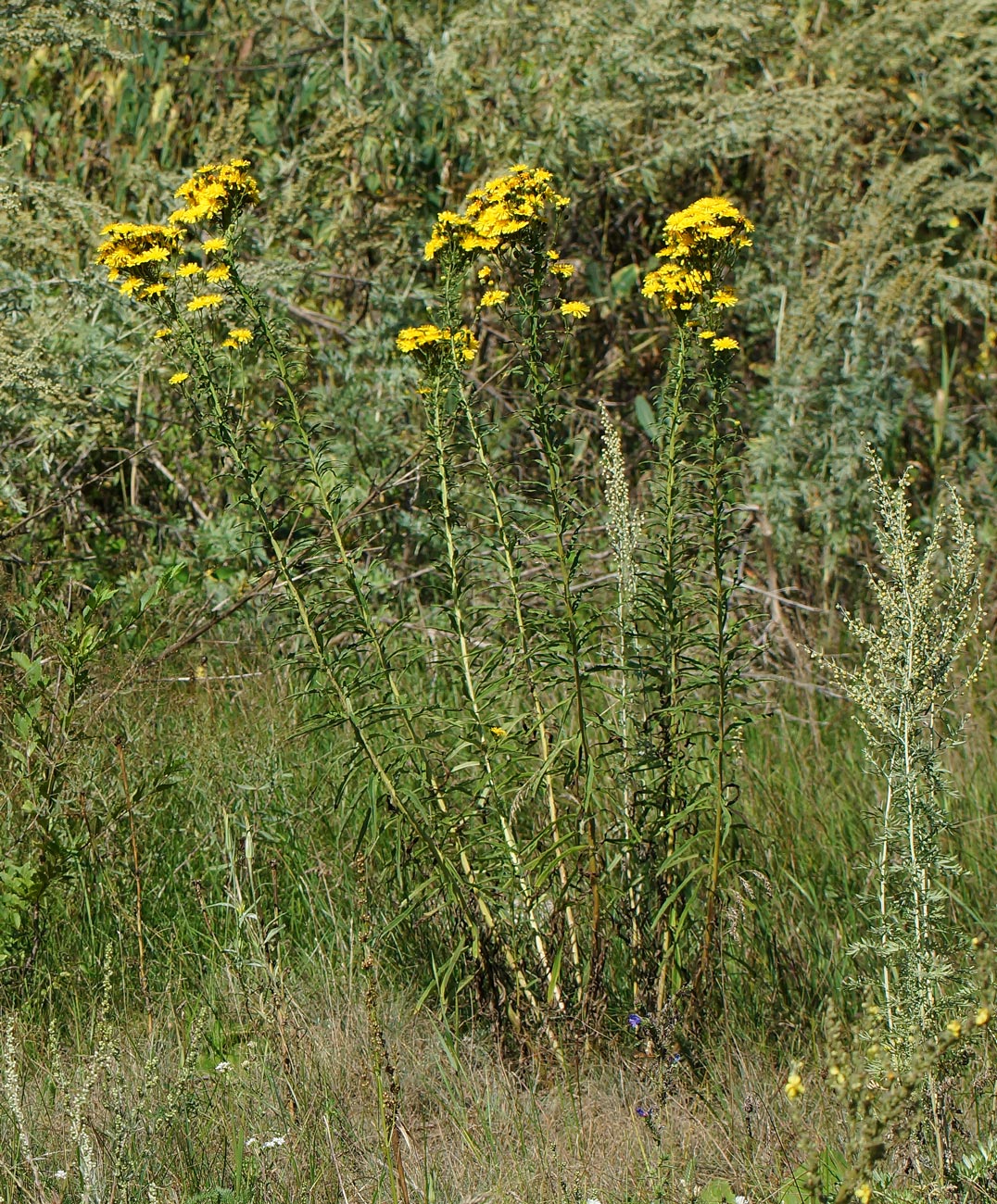 Изображение особи Hieracium umbellatum.