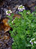 Cardamine seidlitziana