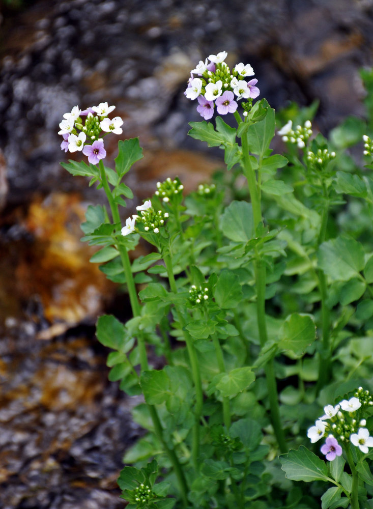 Image of Cardamine seidlitziana specimen.