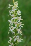 Platanthera bifolia. Соцветие. Московская обл., Истринский р-н, Павловская слобода. 17.06.2007.