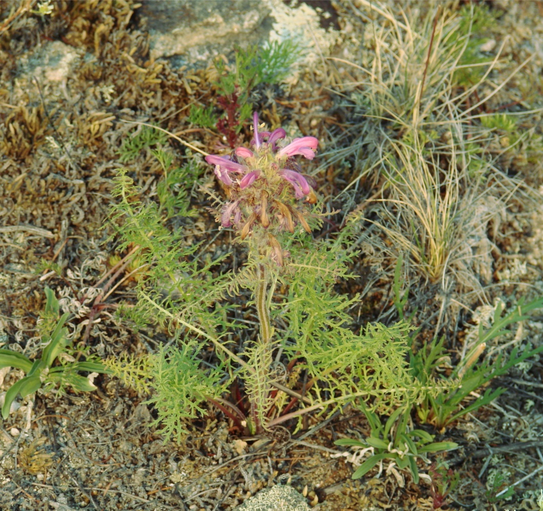 Изображение особи Pedicularis rubens.