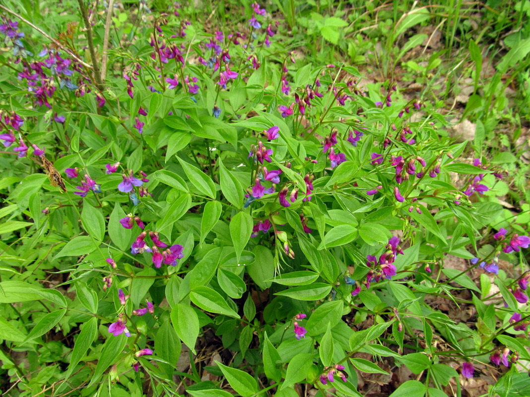 Изображение особи Lathyrus vernus.