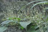 Fallopia multiflora. Часть побега с соцветиями и соплодиями. Южный Китай, провинция Хунань, парк Zhangjiajie National Forest Park, заросшая кустарником и травой долина ручья. 6 октября 2017 г.