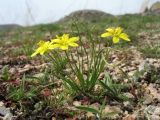 Gagea minutiflora. Цветущие растения. Южный Казахстан, Сырдарьинский Каратау, горы Улькунбурултау, ≈ 900 м н.у.м. 20 марта 2018 г.