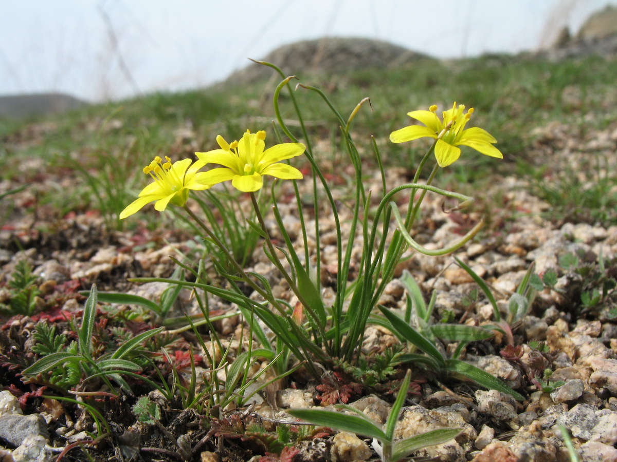 Изображение особи Gagea minutiflora.