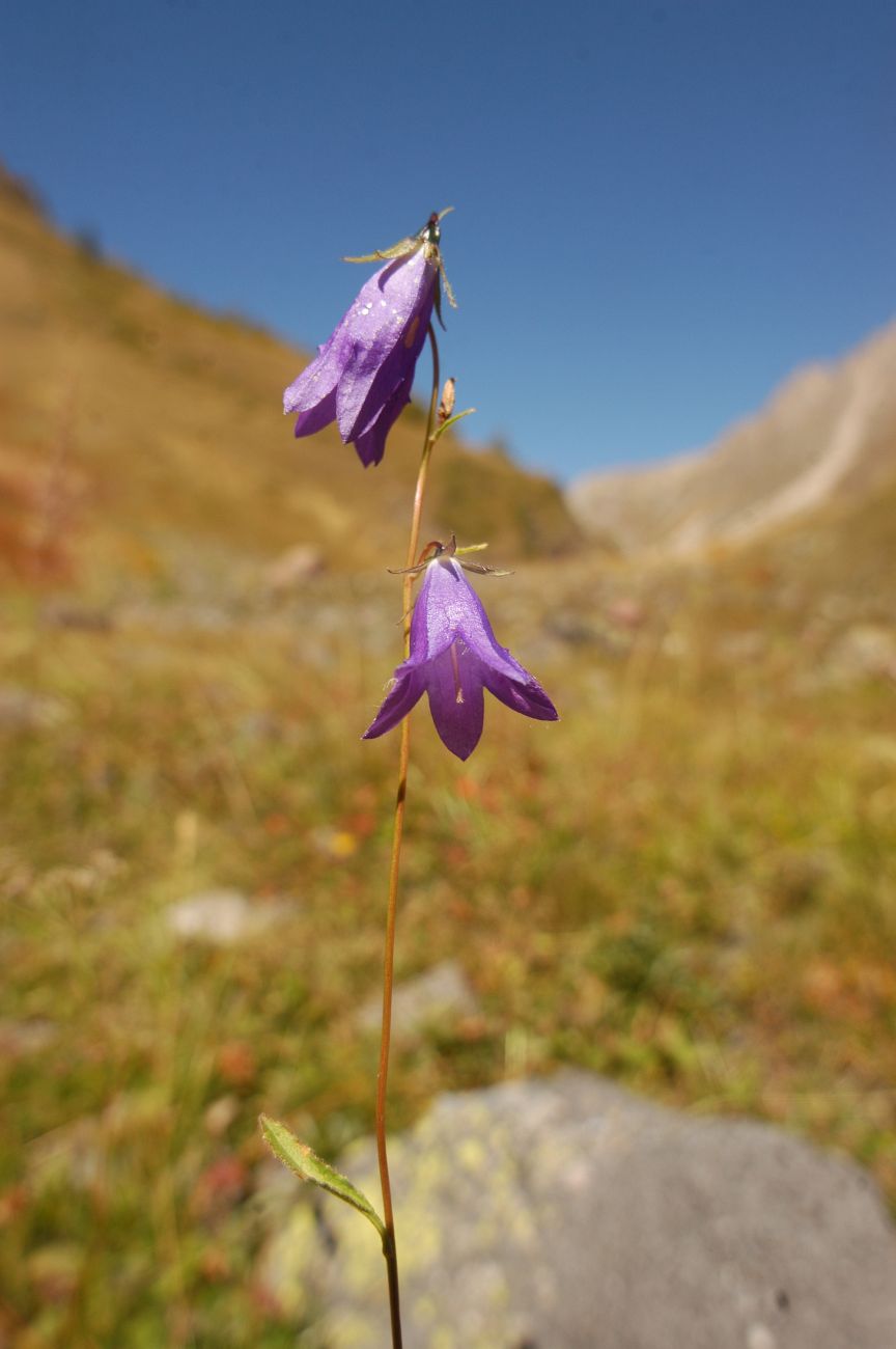 Изображение особи род Campanula.