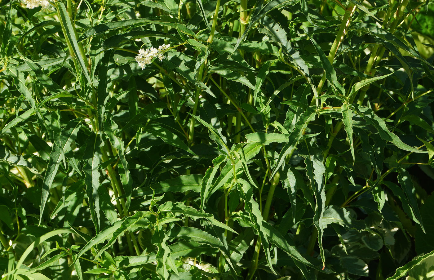 Изображение особи Aconogonon alpinum.