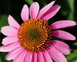 Echinacea purpurea. Центральная часть соцветия. Восточный Казахстан, г. Усть-Каменогорск, Архитектурно-ландшафтный музей-заповедник, в культуре. 11.07.2017.