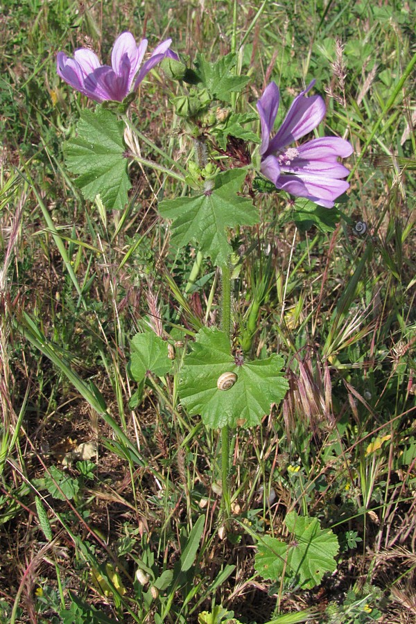 Image of Malva erecta specimen.