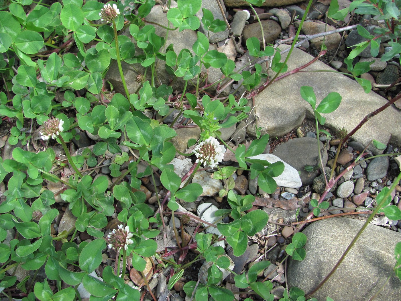 Изображение особи Trifolium repens.