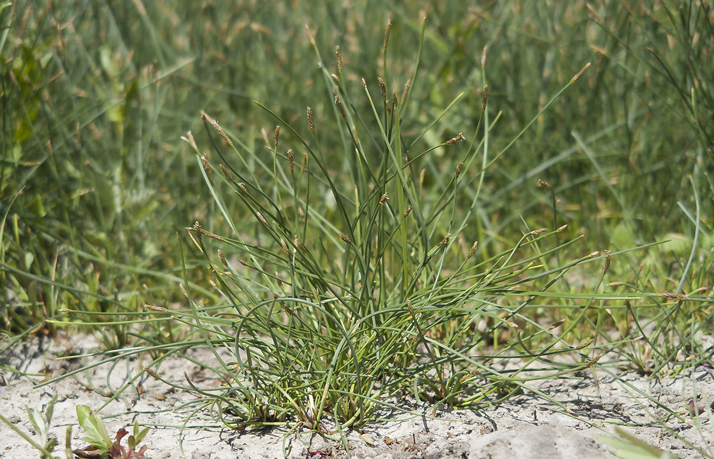 Изображение особи Eleocharis mitracarpa.