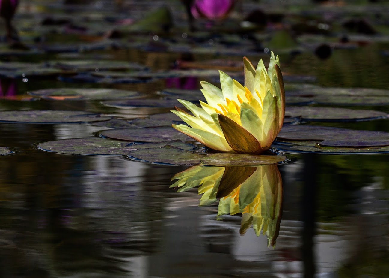 Изображение особи Nymphaea odorata.