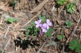 Cardamine quinquefolia