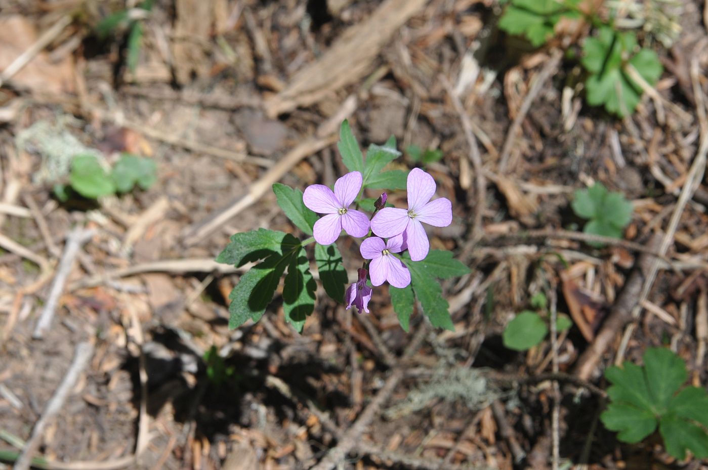 Image of Cardamine quinquefolia specimen.