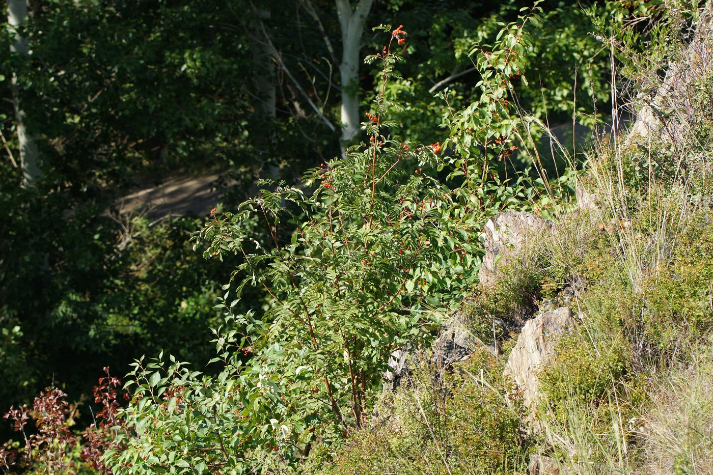 Image of Sorbus sibirica specimen.