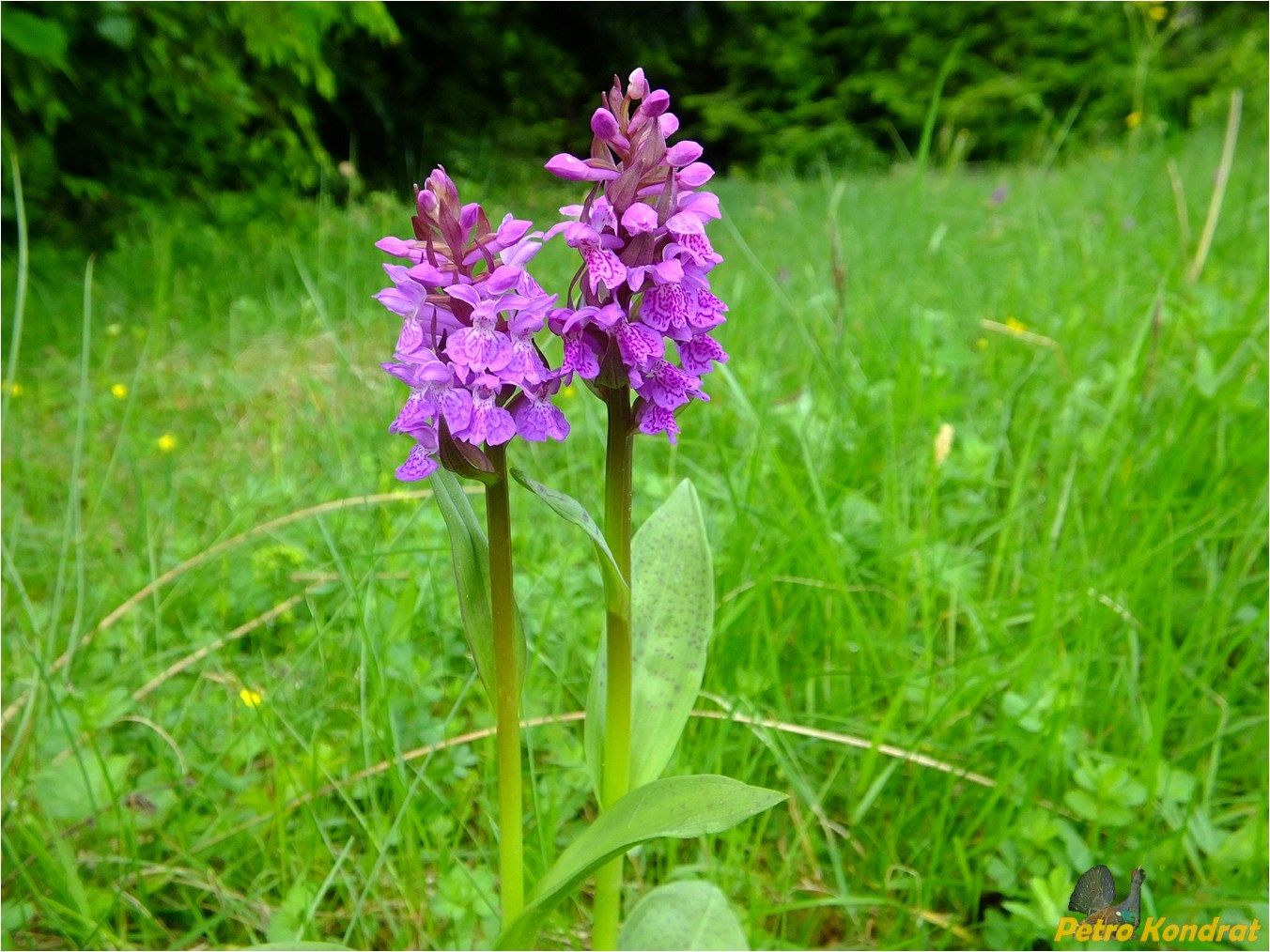 Image of Dactylorhiza majalis specimen.