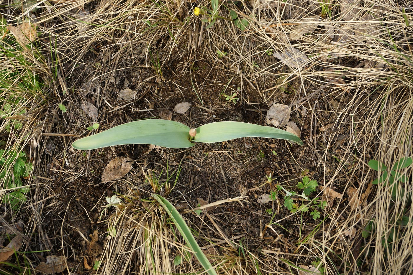 Image of Allium tulipifolium specimen.