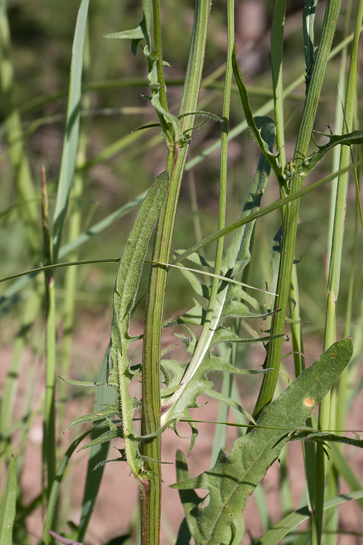 Image of Crepis biennis specimen.