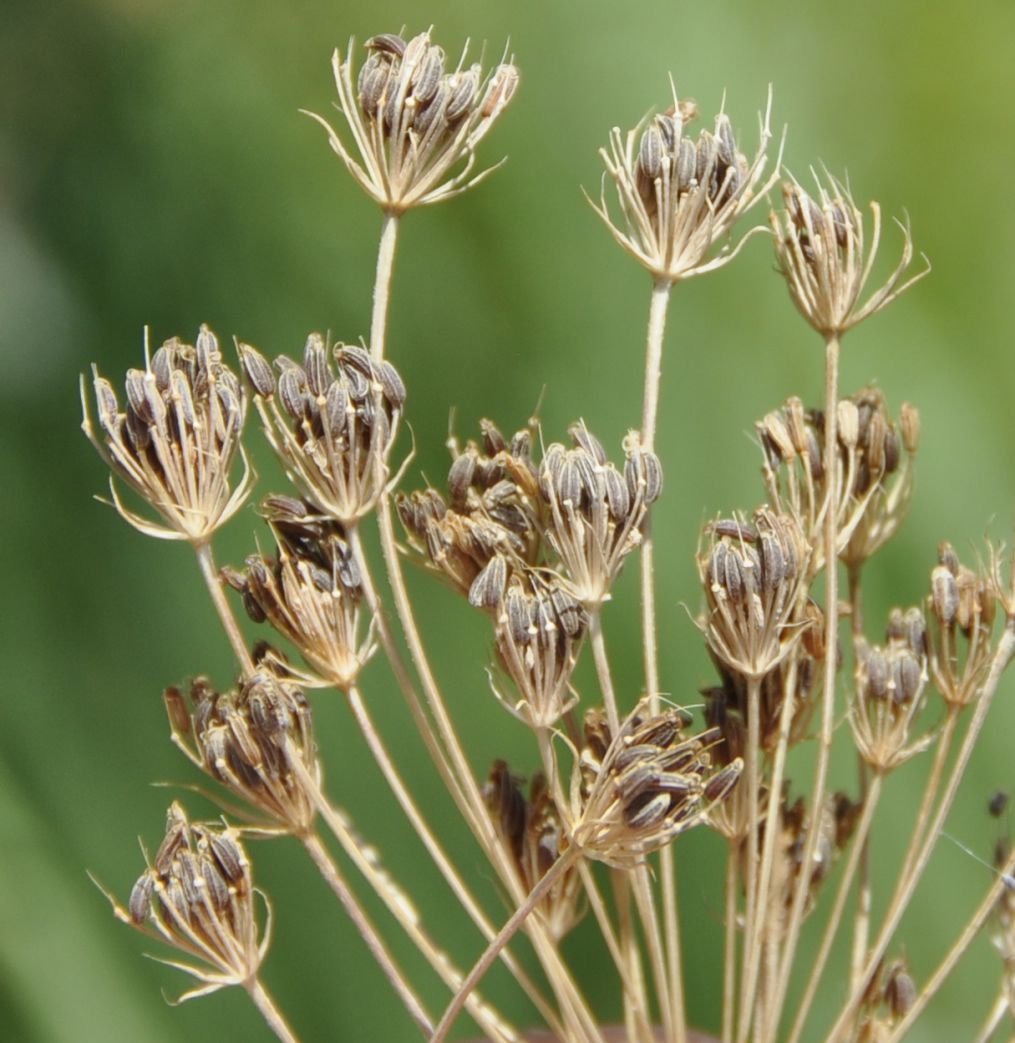 Image of Visnaga daucoides specimen.