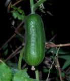 Cucumis sativus