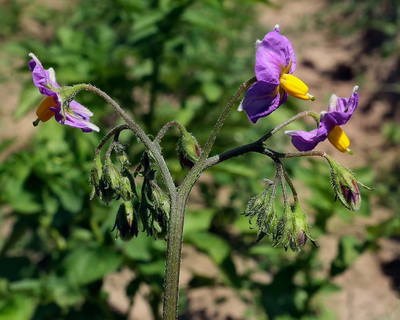 Изображение особи Solanum tuberosum.