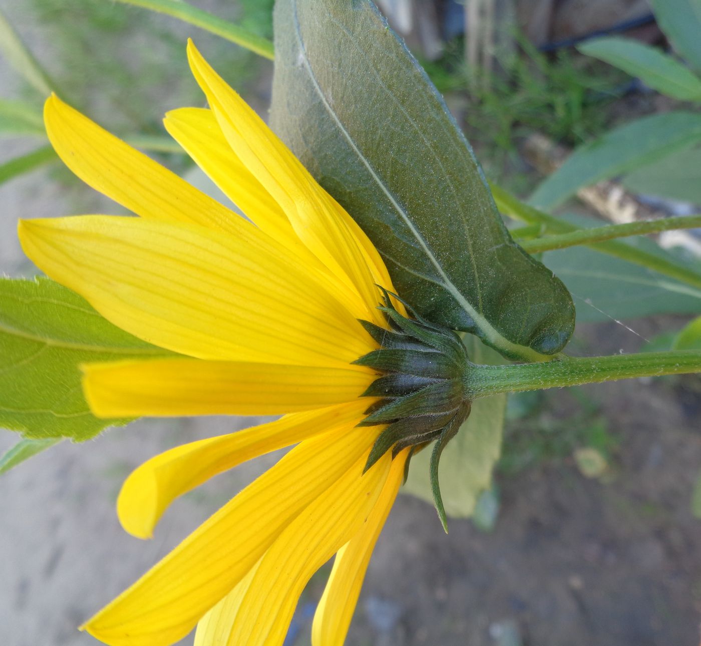 Image of genus Helianthus specimen.
