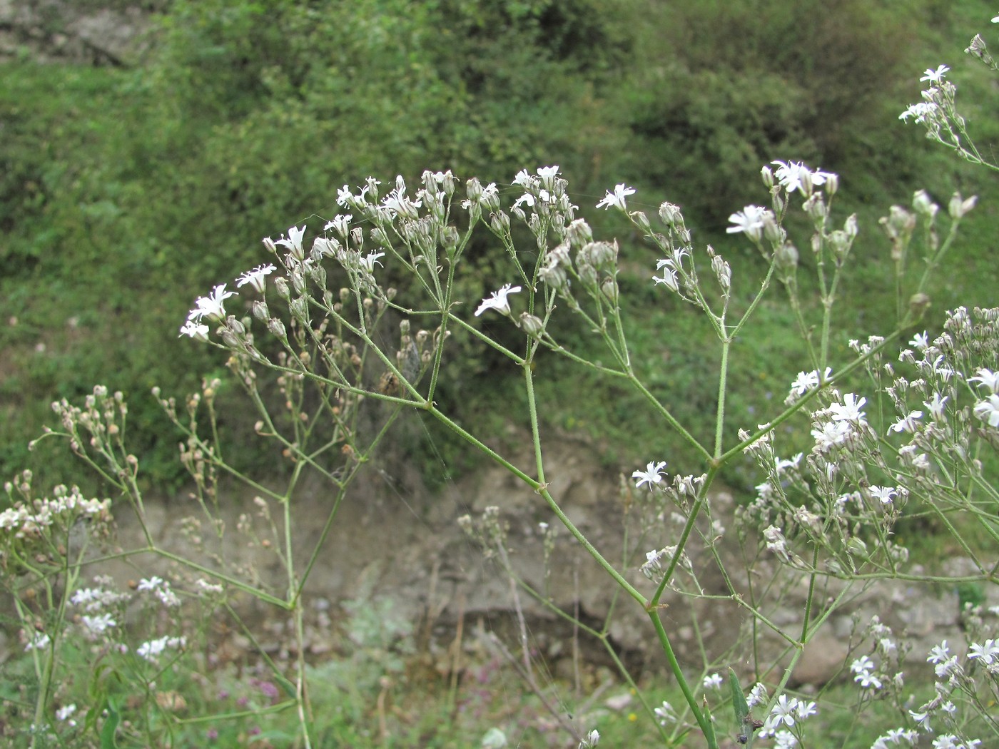 Изображение особи Gypsophila acutifolia.