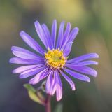 Aster amellus. Соцветие. Воронежская обл., Подгоренский р-н, окр. с. Белогорье, степь на меловой горе. 19.08.2018.