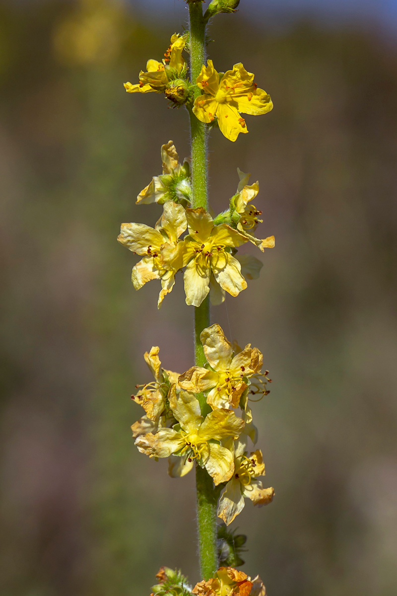 Image of Agrimonia asiatica specimen.