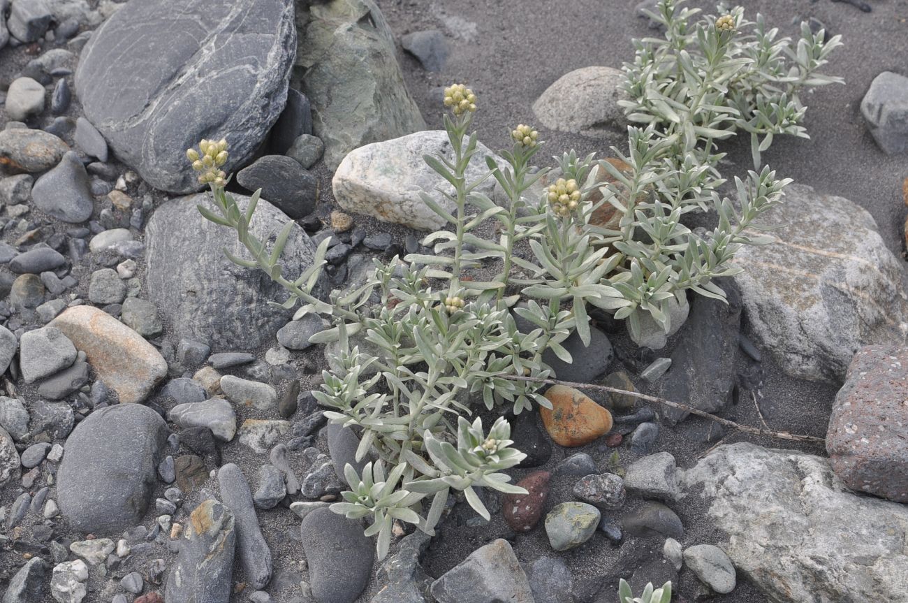 Image of Cladochaeta candidissima specimen.