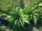 Cichorium intybus