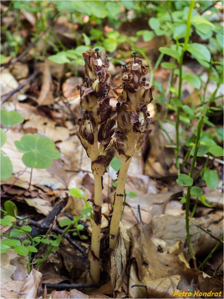 Image of Hypopitys monotropa specimen.