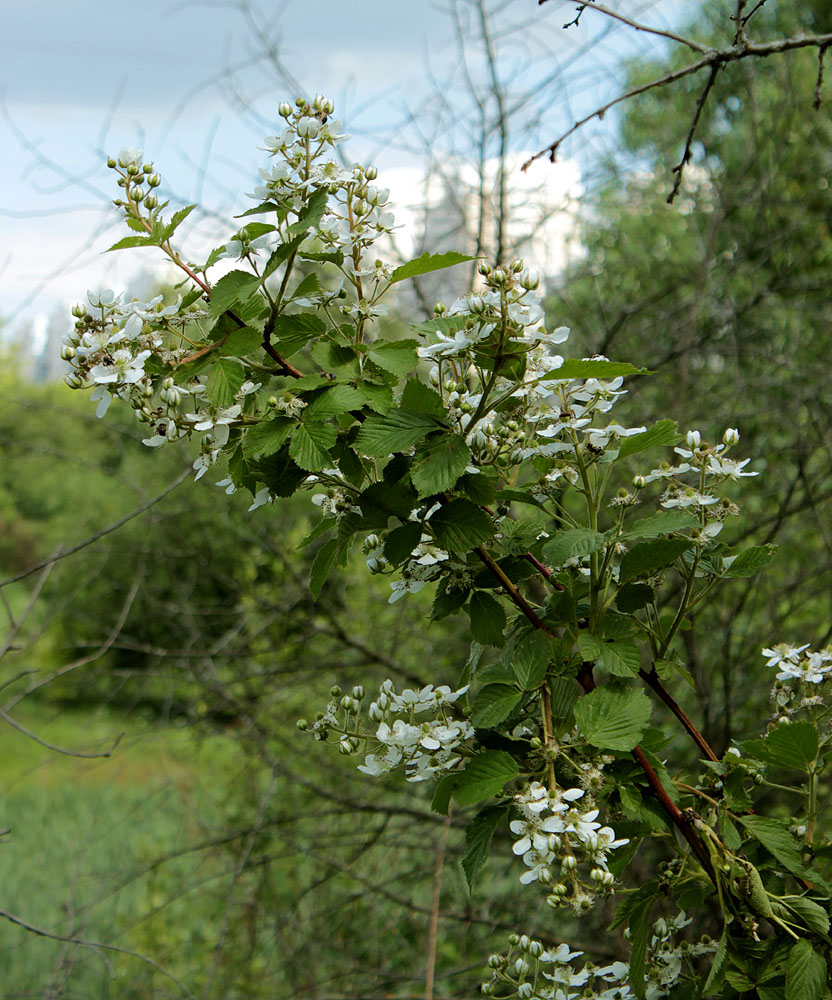 Image of Rubus allegheniensis specimen.