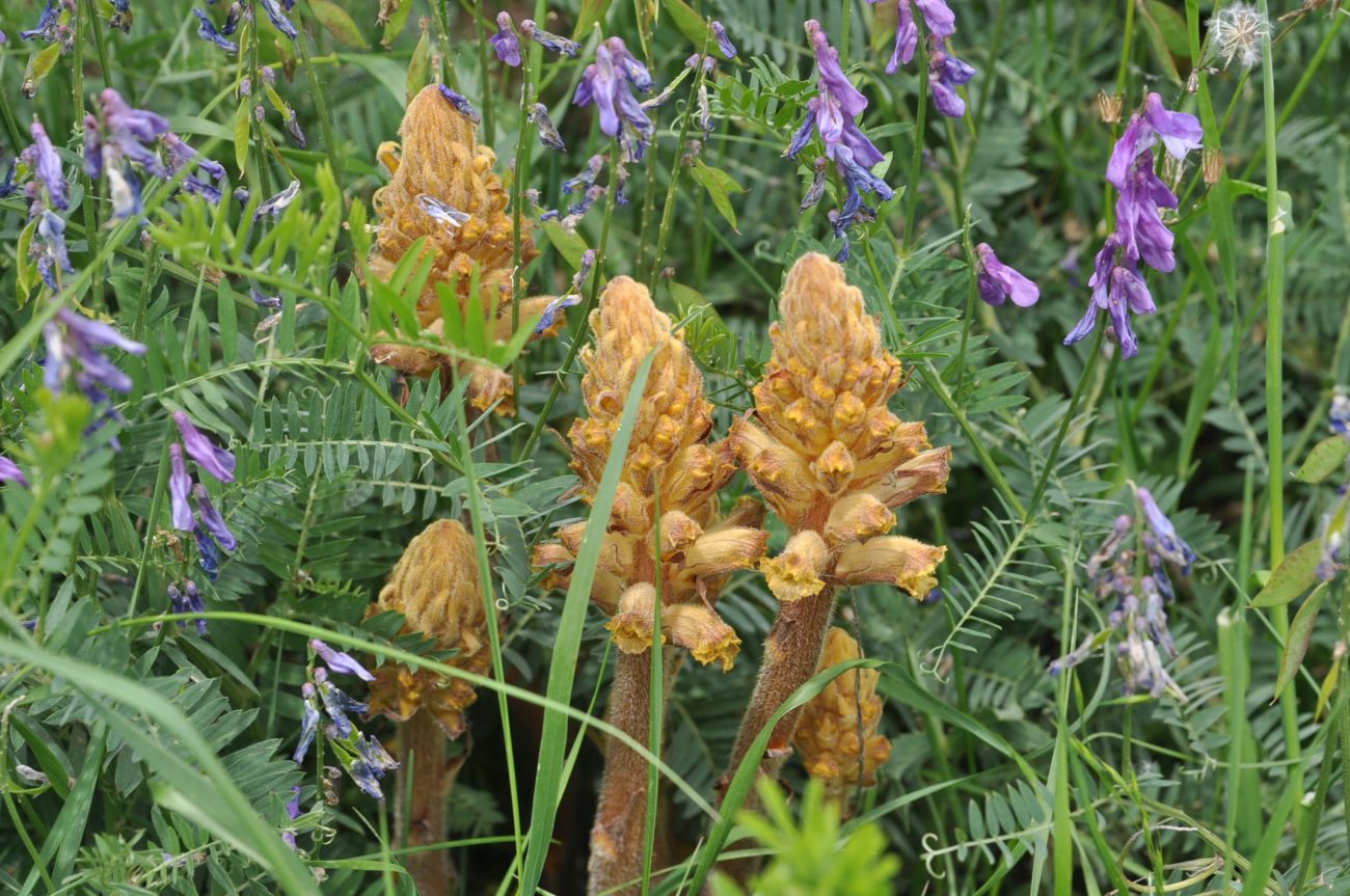 Изображение особи род Orobanche.