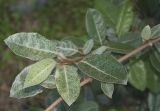 Elaeagnus × submacrophylla. Верхушка побега. Краснодарский край, м/о город-курорт Сочи, Адлерский р-н, Природный орнитологический парк в Имеретинской низменности, кластер №7, в культуре. 30.10.2018.