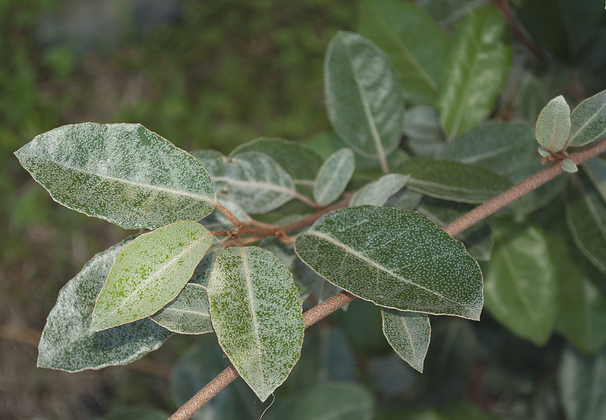 Image of Elaeagnus &times; submacrophylla specimen.