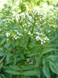 Nasturtium officinale