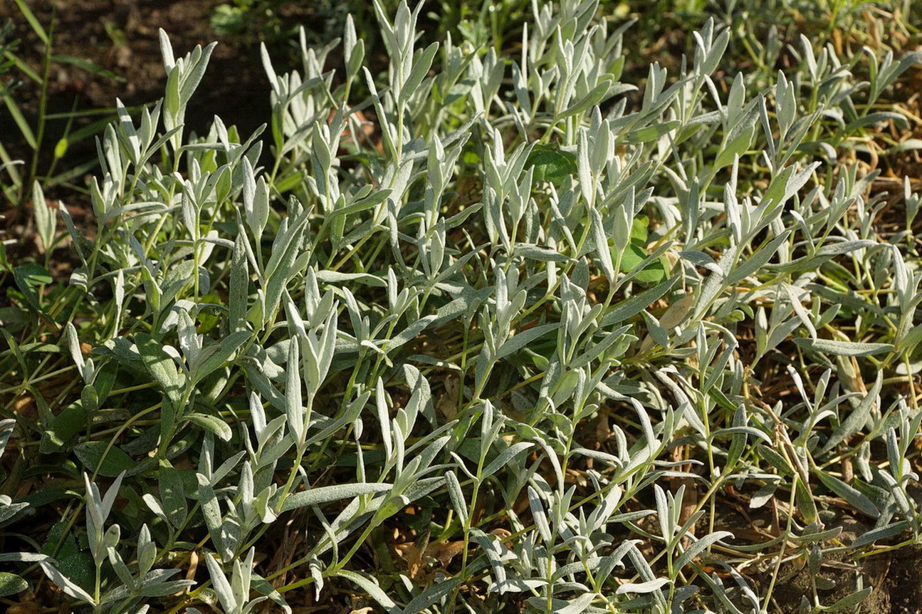 Image of genus Cerastium specimen.