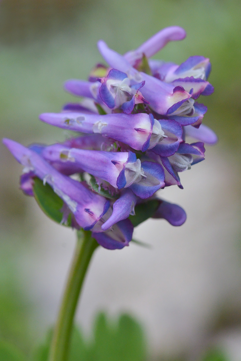 Image of Corydalis conorhiza specimen.