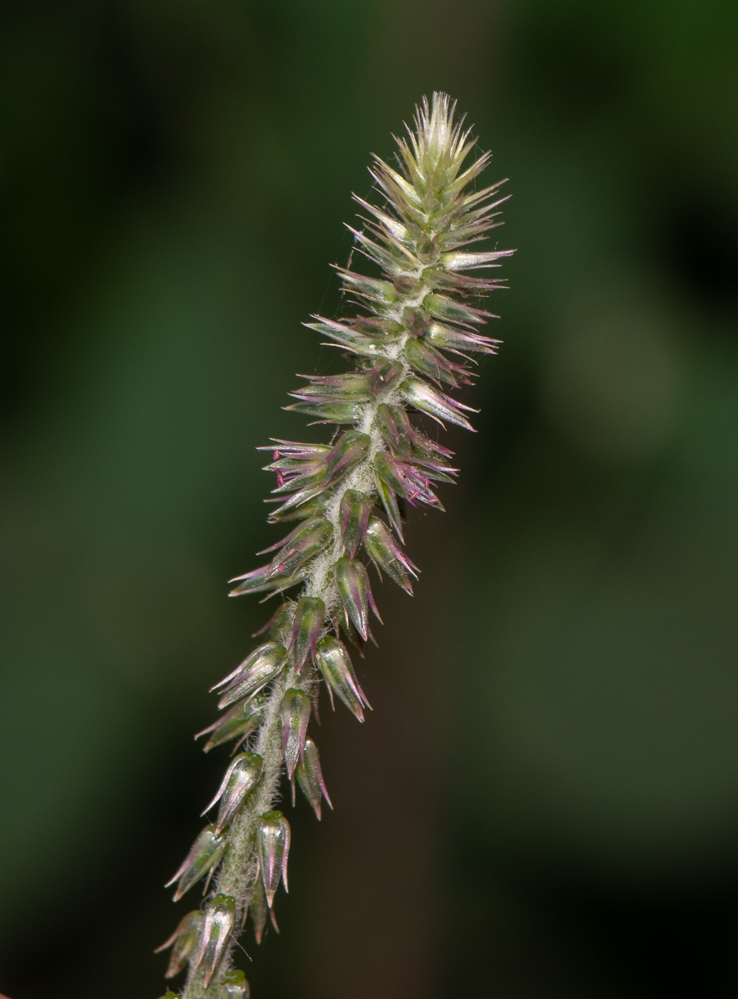 Изображение особи Achyranthes aspera var. sicula.