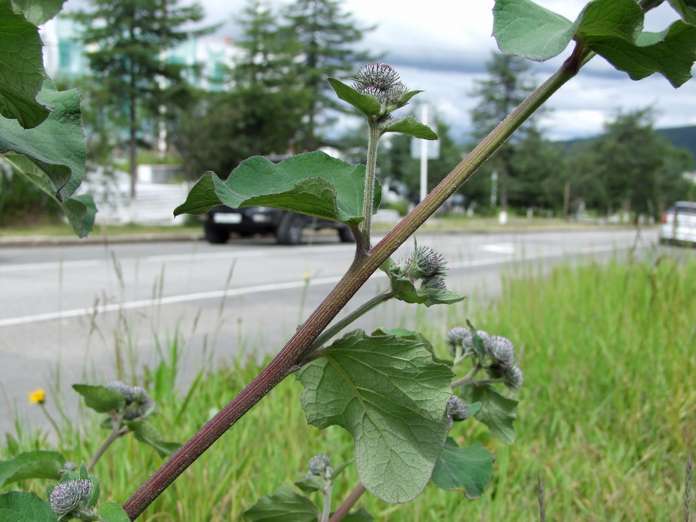 Image of Arctium tomentosum specimen.