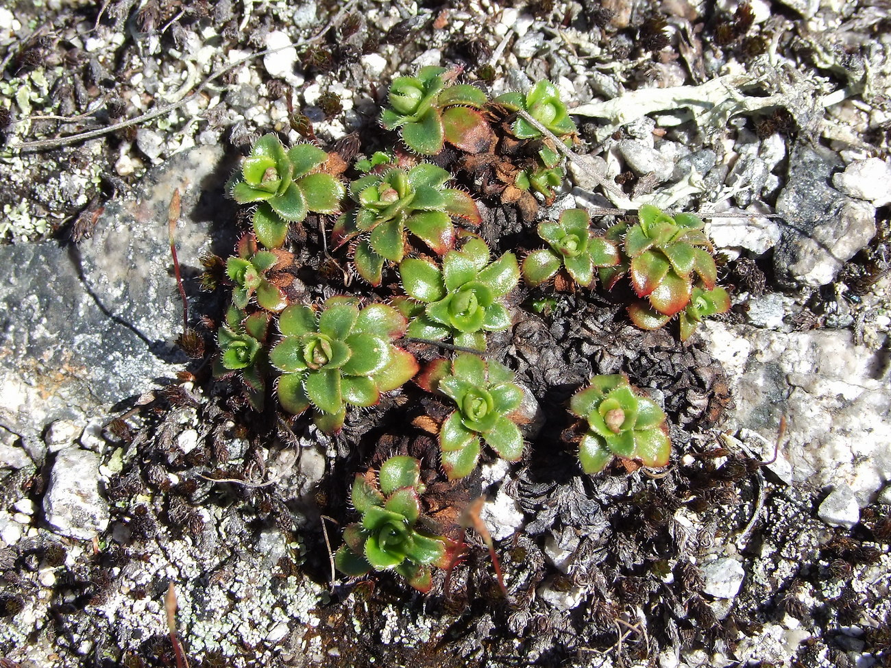 Image of Micranthes merkii specimen.