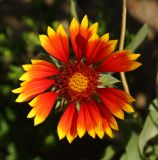 Gaillardia × grandiflora. Соцветие Казахстан, Восточно-Казахстанская обл., г. Усть-Каменогорск, в культуре. 28.08.2017.