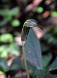 Arisaema anomalum