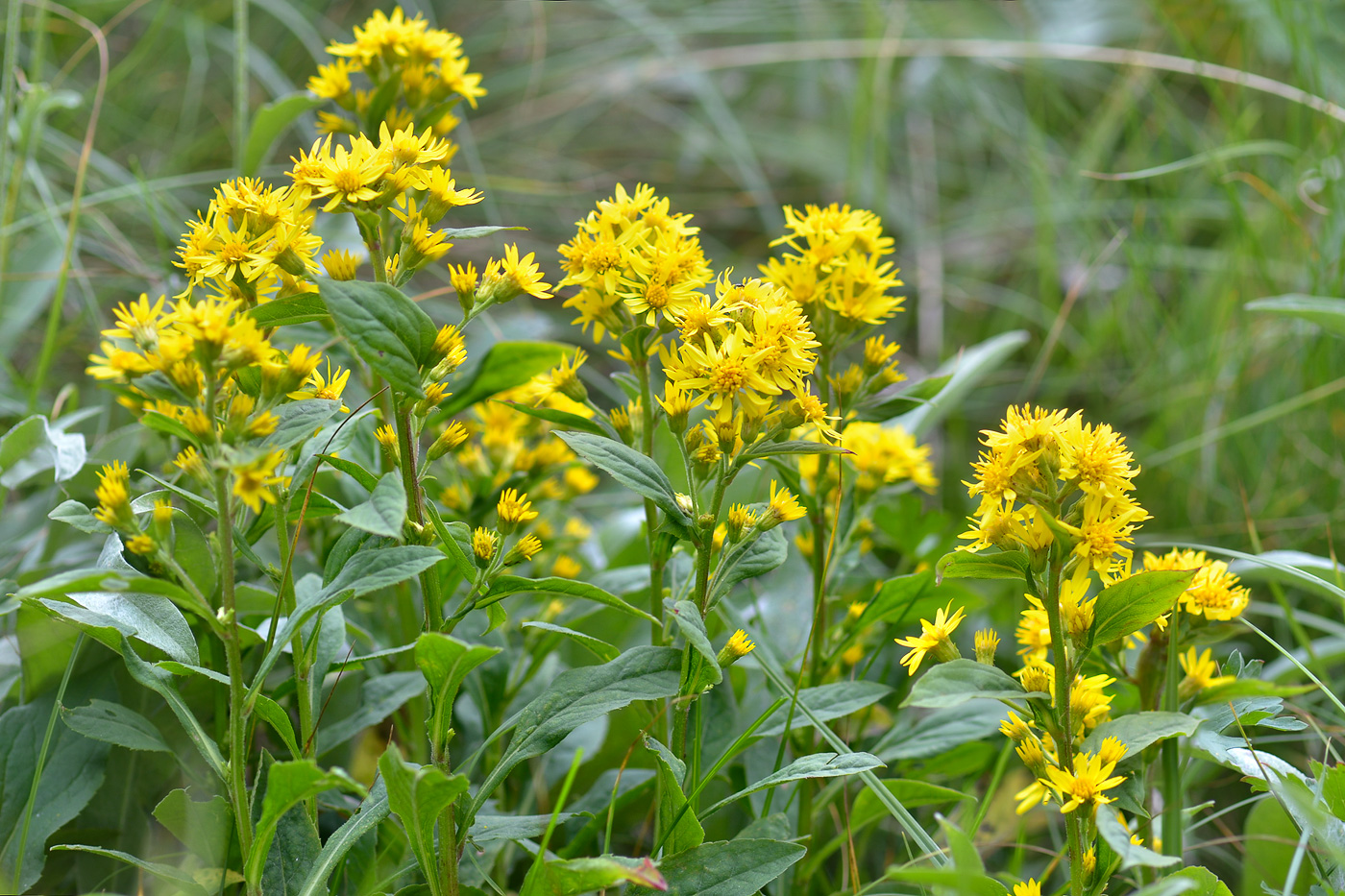 Image of Solidago virgaurea specimen.