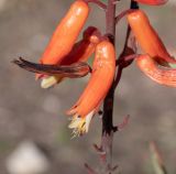 Aloe plicatilis