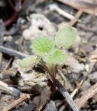 Lamium maculatum