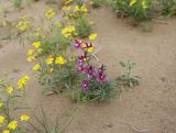Delphinium camptocarpum