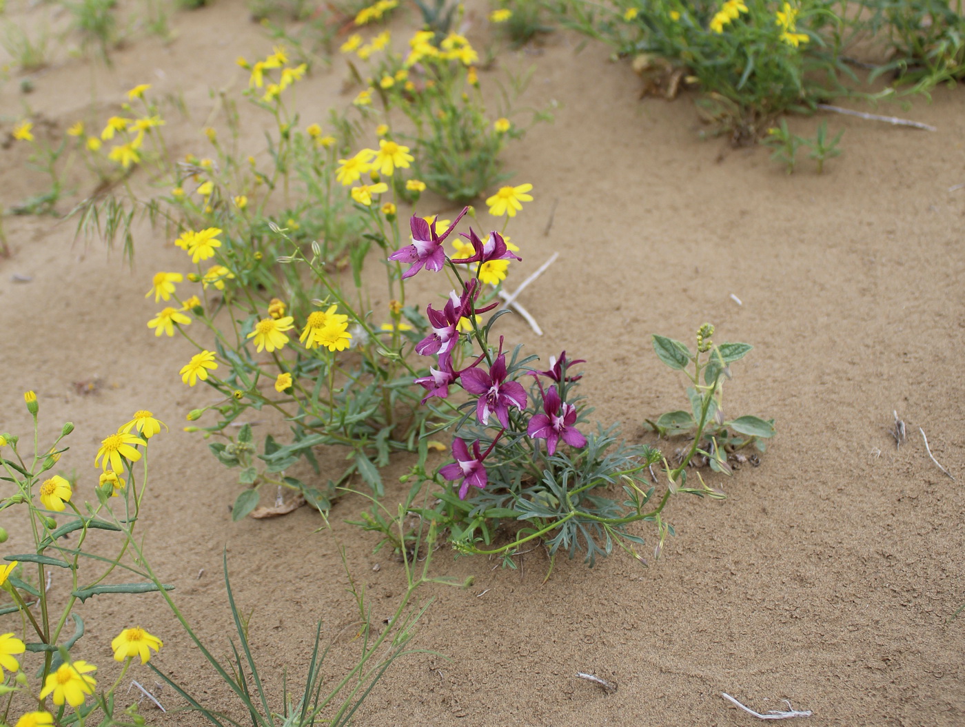 Image of Delphinium camptocarpum specimen.