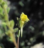 Linaria simplex. Цветок. Дагестан, окр. с. Талги, каменистый склон горы. 22.04.2019.